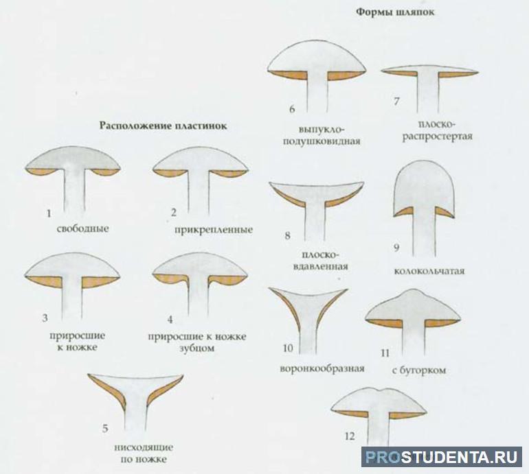 Виды шляпок грибов