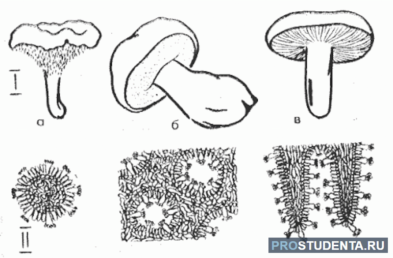 Виды гименофора грибов