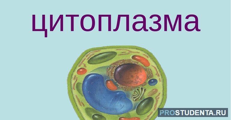 Строение и функции цитоплазмы живой клетки