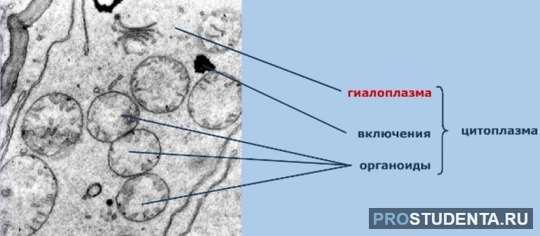 Гиалоплазма — это постоянная жидкая часть цитоплазмы