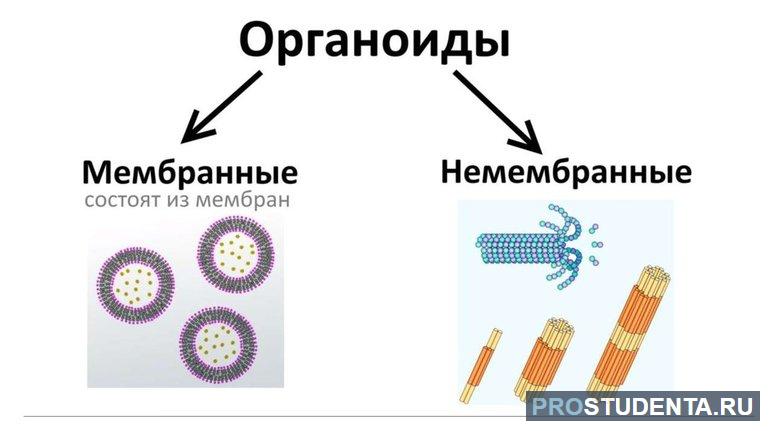 Органеллы: мембранные и немембранные