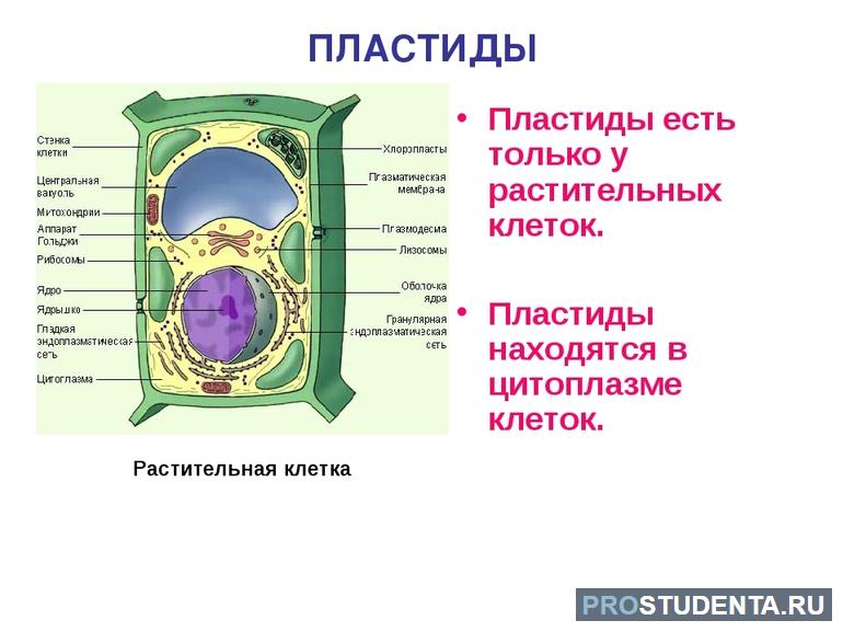 Пластиды растительной клетки