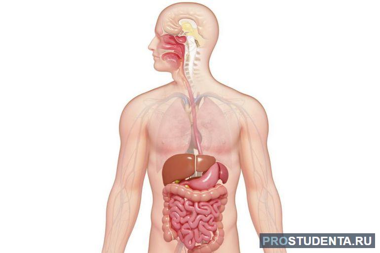 Строение органов пищеварения и обмена веществ (биология, 8 класс)