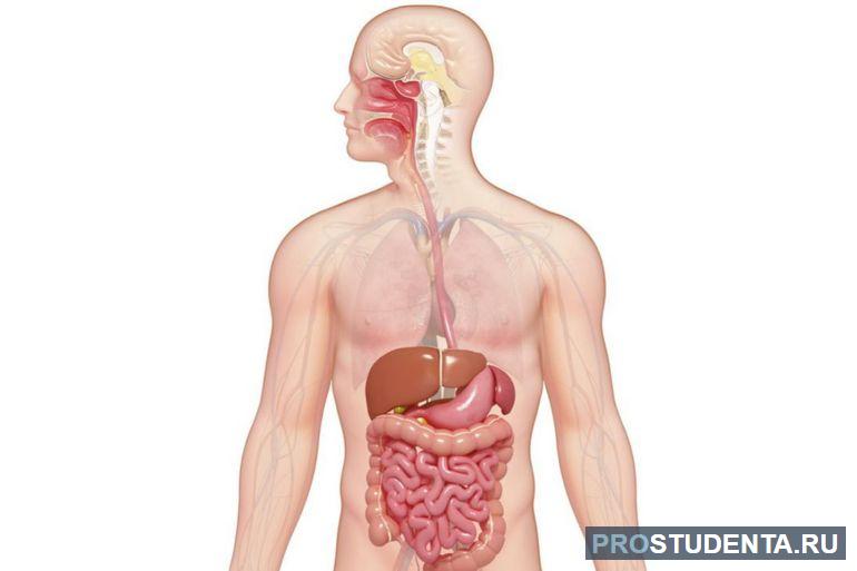 Пищеварение органы 