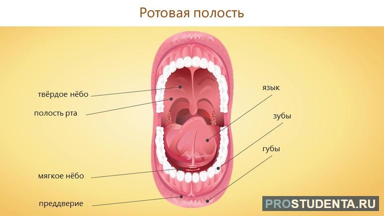 Ротовая полость