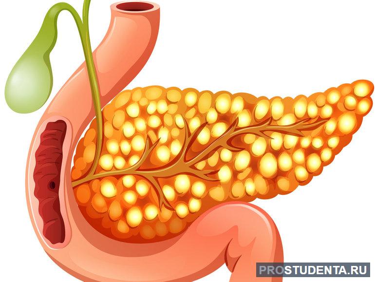 Поджелудочная железа
