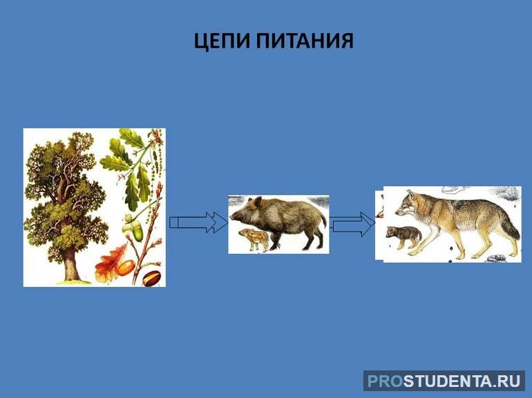 Особенности цепей питания тайги и луга (окружающий мир 4 класс)