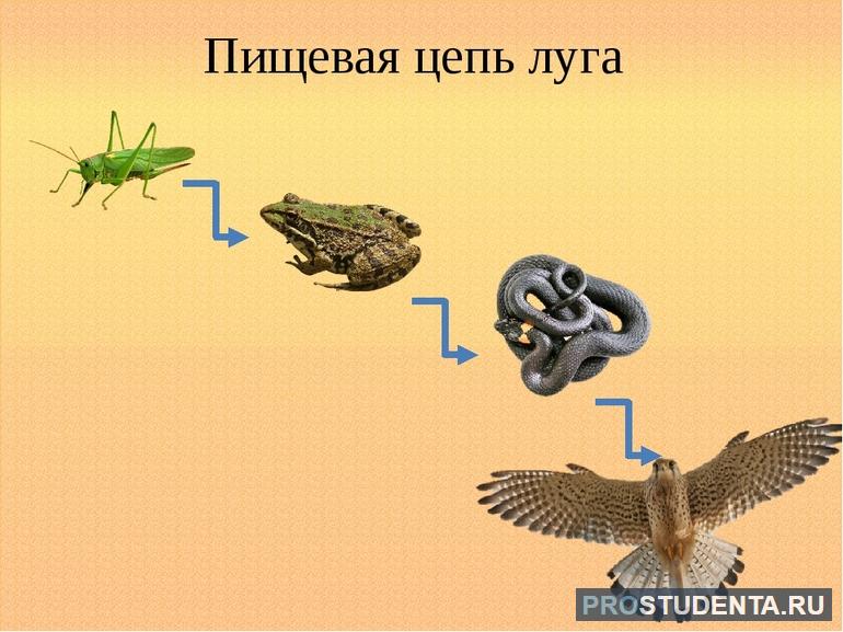 Цепь питания луга