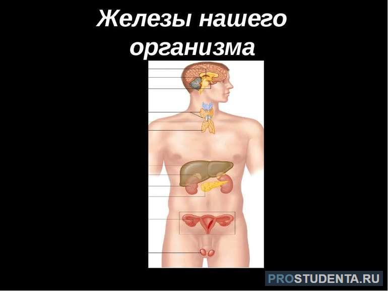 Зачем нужны железы человеку: функция, строение, классификация