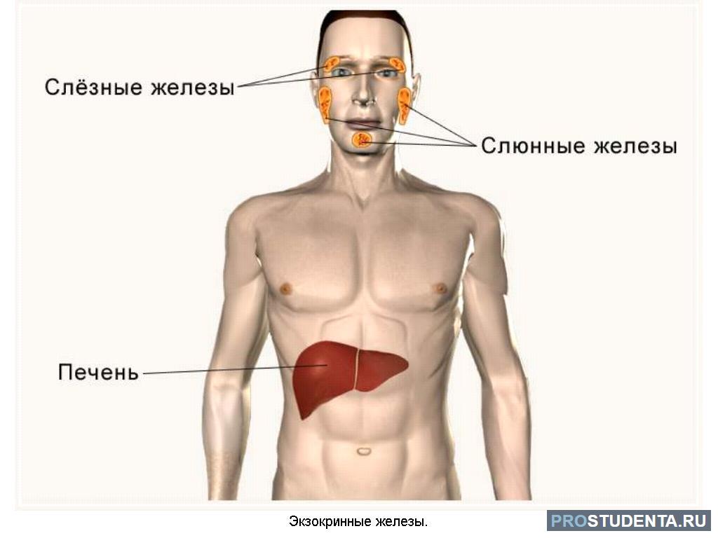 Печень относится к железам