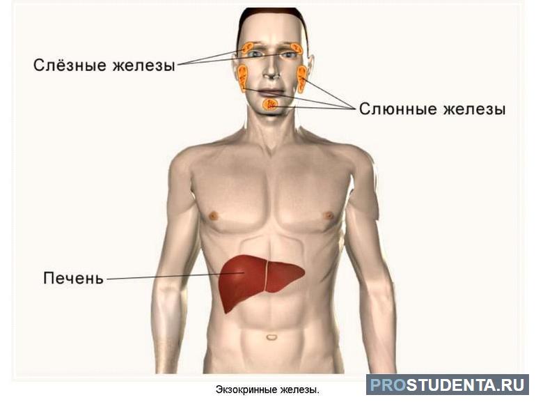 Железы внешней секреции