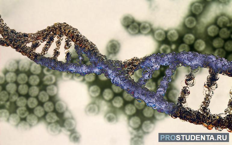 Хлоропластная ДНК 