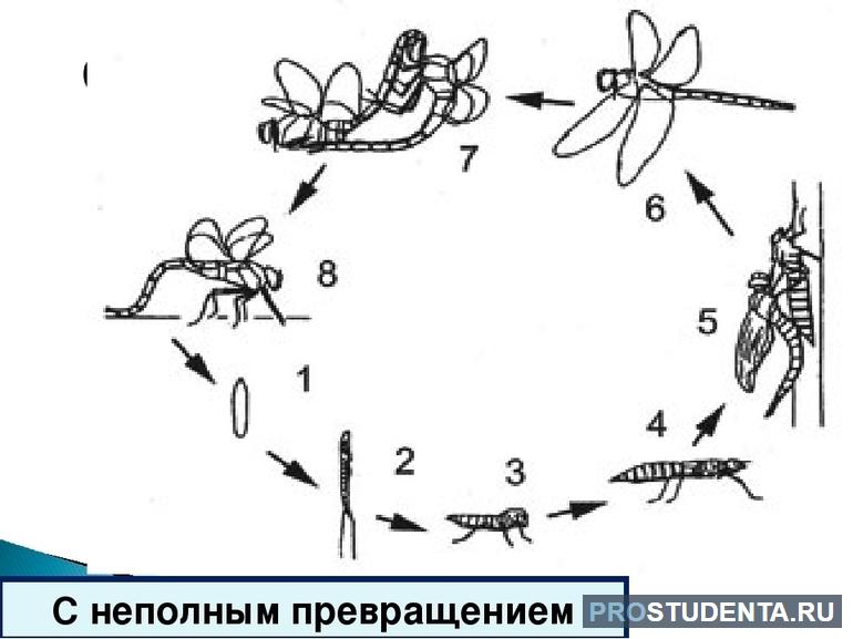 Размножение стрекоз