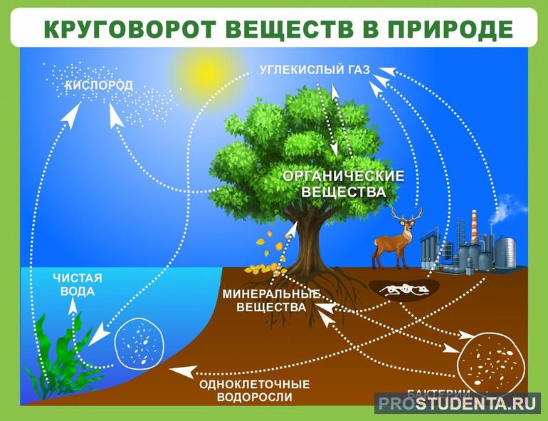 Круговорот веществ в природе