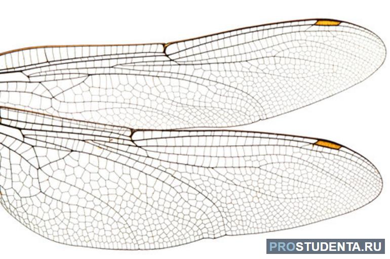 Крылья стрекозы