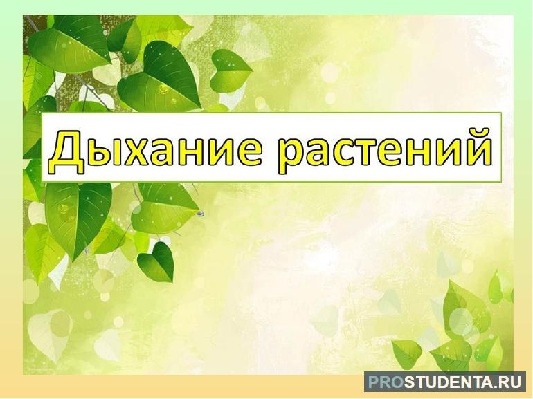 Процесс дыхания у растений (биология, 6 класс)