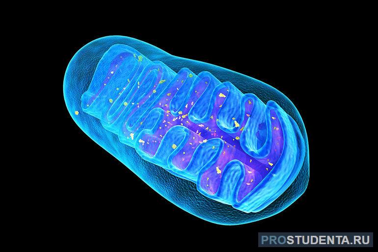 Дыхательные центры клеток — митохондрии