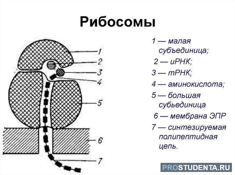 Рибосома строение