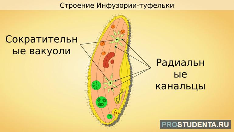 У простейших присутствуют вакуоли