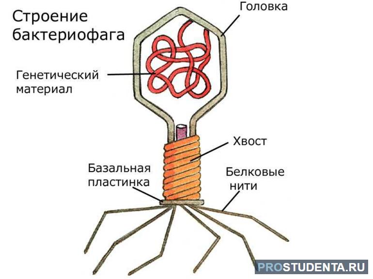 Строение бактериофага