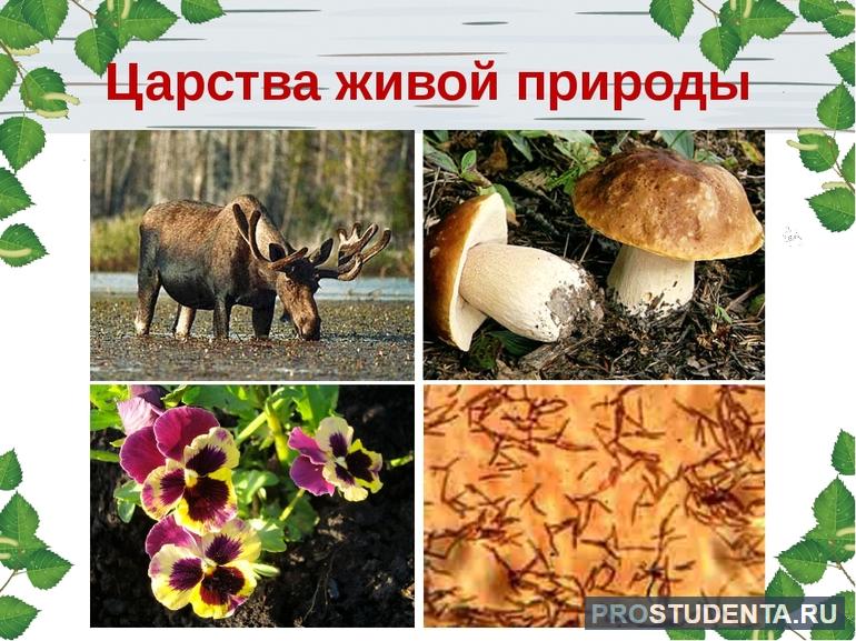 Царства живой природы