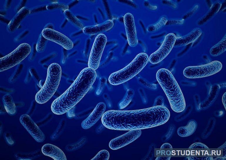 Бактерии (прокариоты)