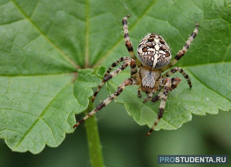 Описание паука крестовика, особенности поведения и строения тела