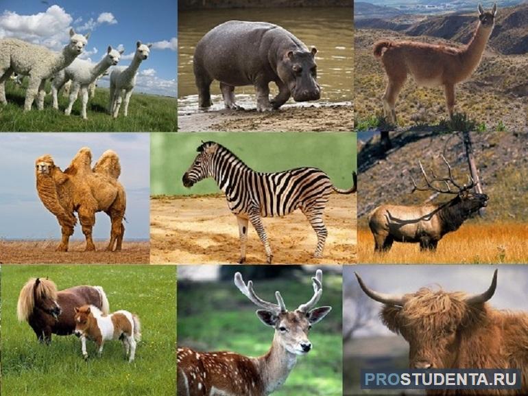 Особенности внешнего строения млекопитающих и их среда обитания