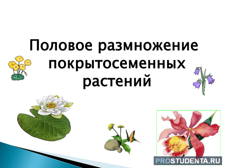 Процесс полового размножения у покрытосеменных растений