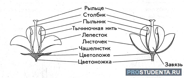 Части цветка