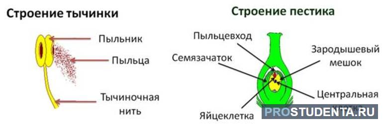 Строение тычинки и пестика