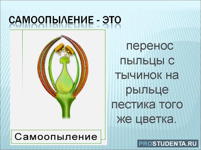 Перенос пыльцы на рыльце пестика называют