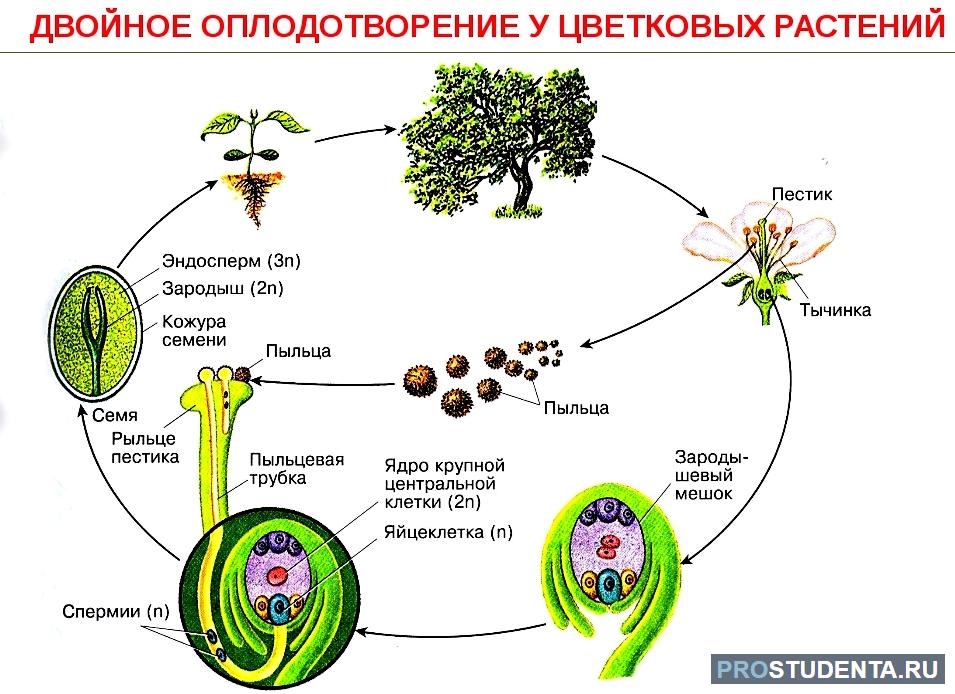 Составьте схему двойного оплодотворения которая отражала бы суть процесса 6 класс