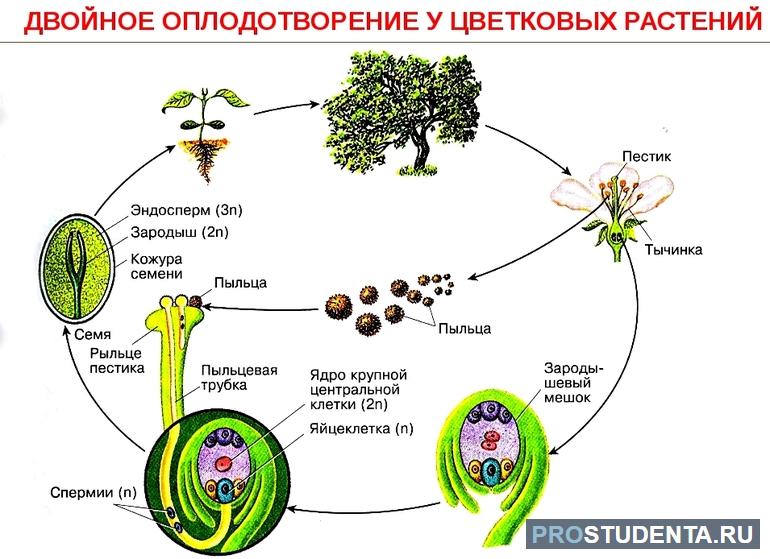 Как происходит двойное оплодотворение