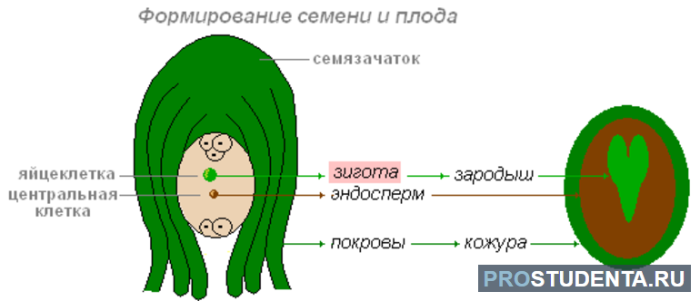 Зигота и эндосперм развиваются одновременно