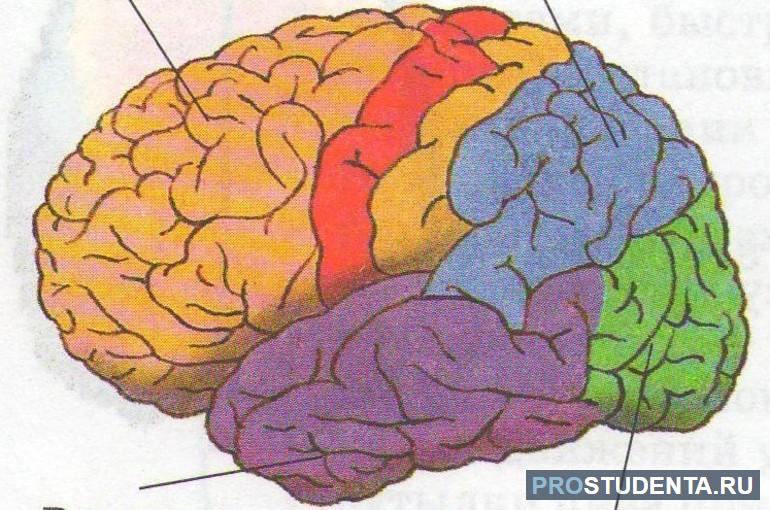 Роль головного мозга