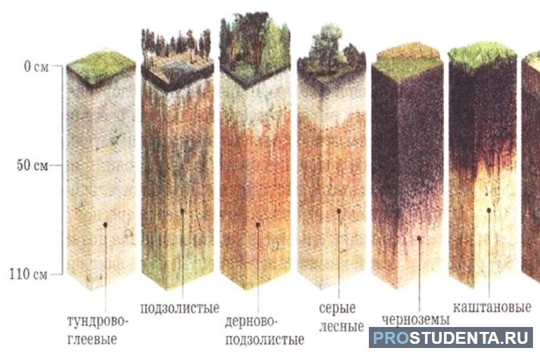 Почвенно растительные зоны. Почвенный профиль лесотундры. Почва в разрезе. Лесотундра Тип почвы. Преобладающие почвы лесотундры.