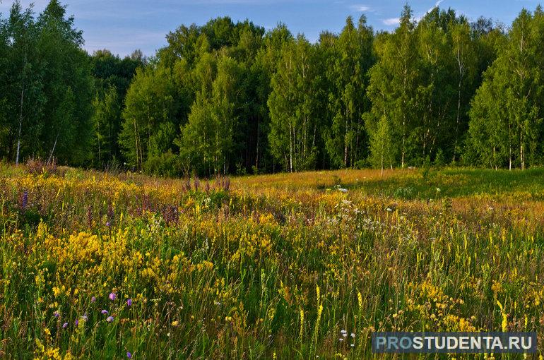 Рядом с лугами растут и леса