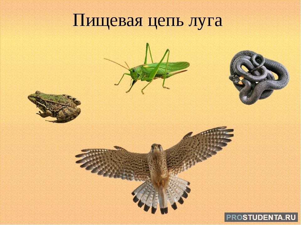 Кузнечик ящерица ястреб