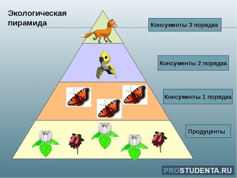 Биосфера преобразованная хозяйственной деятельностью человека это