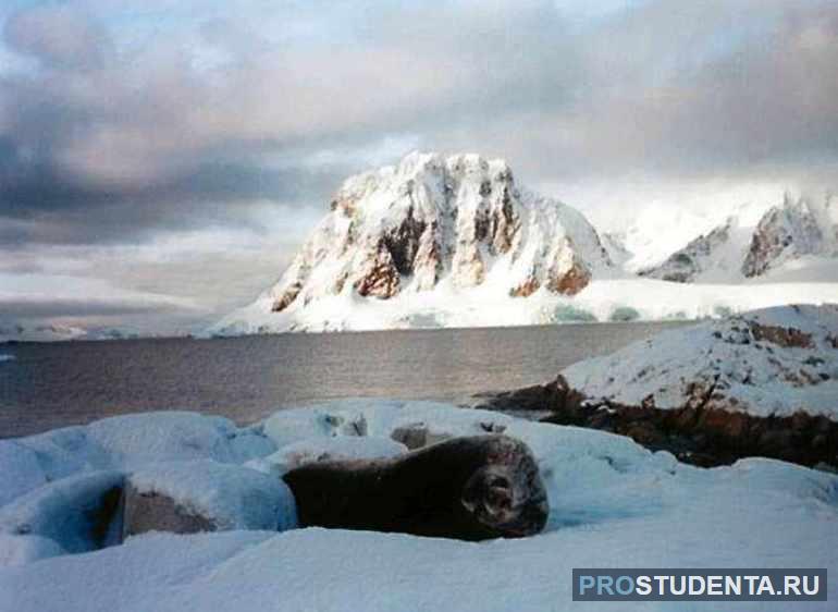 Земля Адели — часть Антарктики