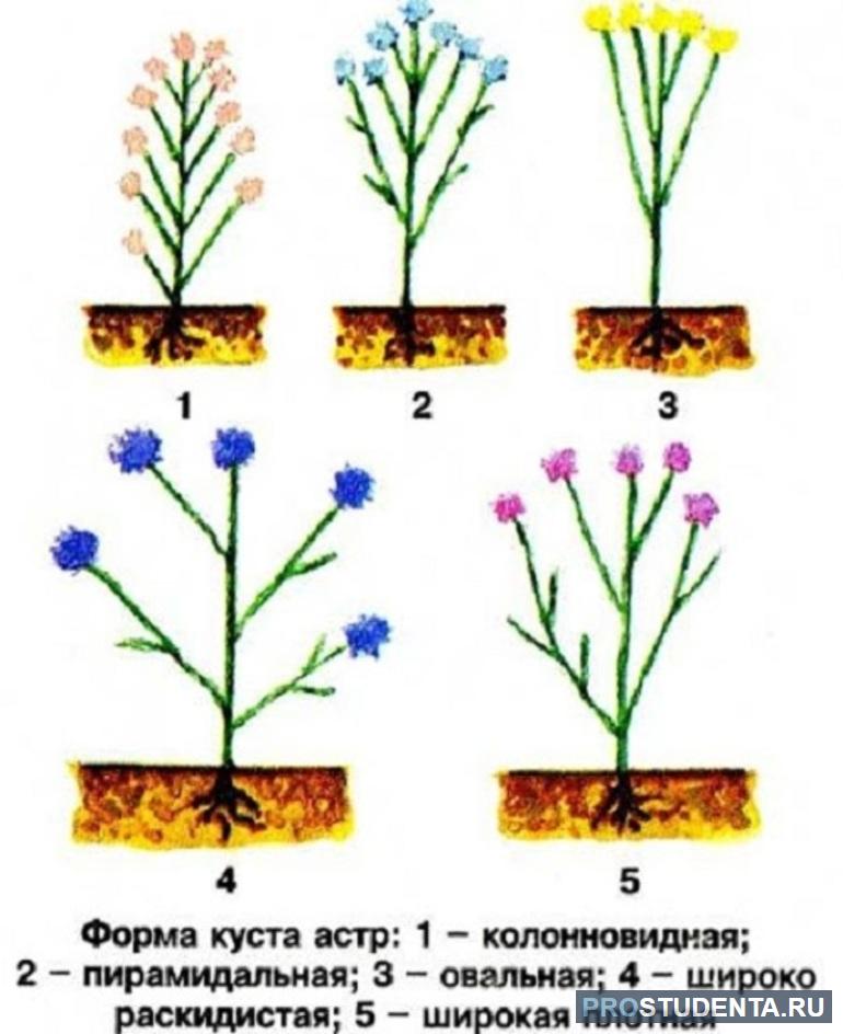 Формы кустов астры