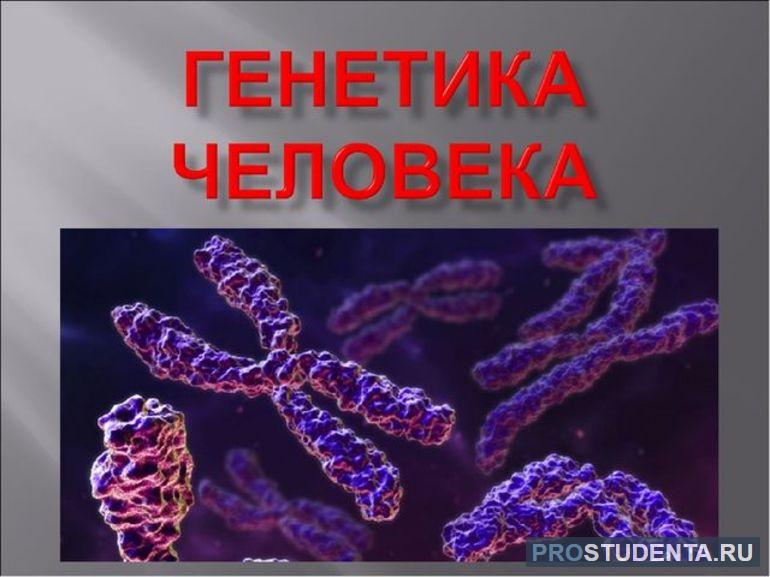 Хромосомы генетика человека