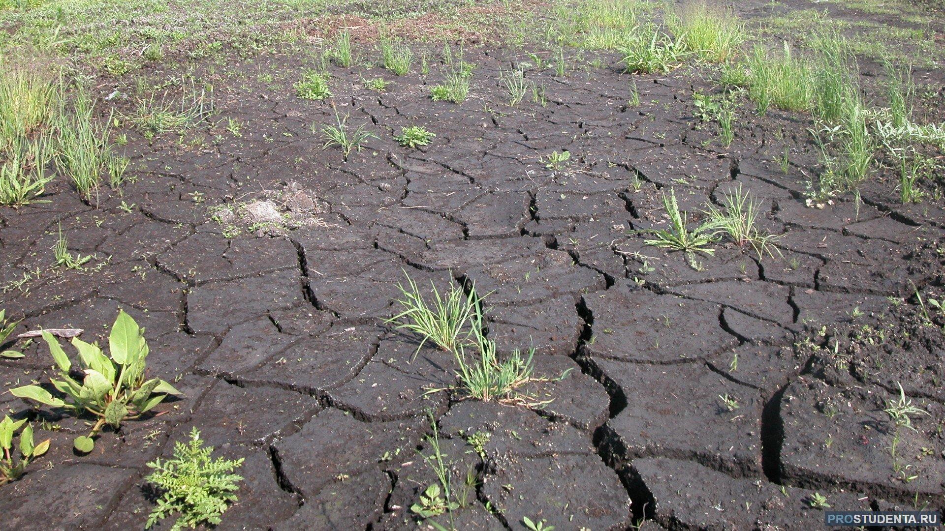 Почвы малоплодородны и сильно заболочены короткие. Осушение болот. Переосушение почв. Осушение торфяников. Мелиорация торфяных болот.