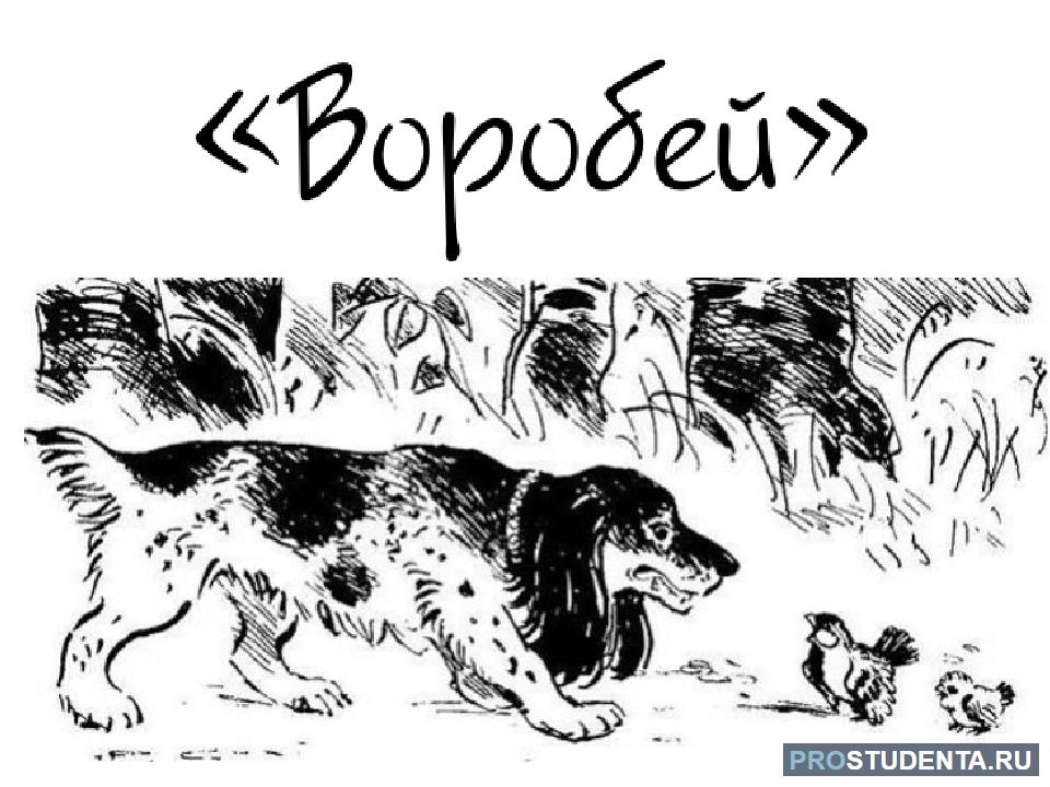 Воробей произведение тургенева. Рассказ Воробей Тургенев. Иллюстрация к стихотворению Воробей Тургенева.