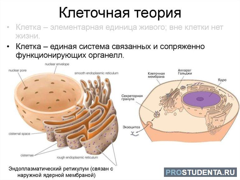 Клеточная теория это 