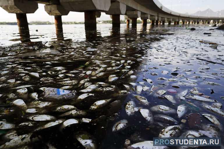 Отравление рыбы в реках