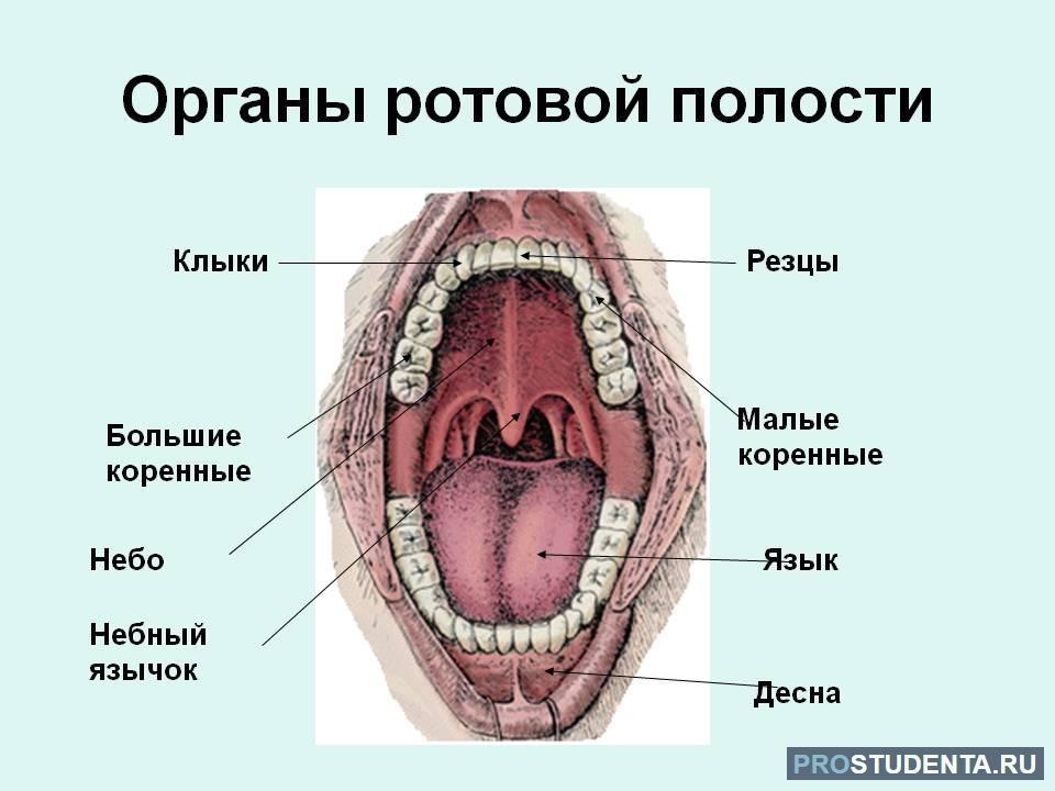 Внутренняя полость рта. Ротовая полость строение анатомия. Строение ротовой полости и горла.