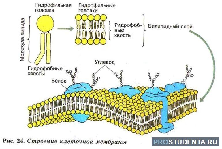 Функции липидов