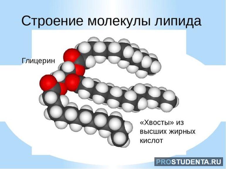 Функции жиров 